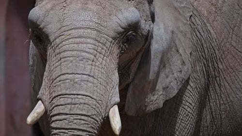 Majestic Elephant Close Ups Observing Gentle Giant's Wrinkled Skin and Ivory Tusks