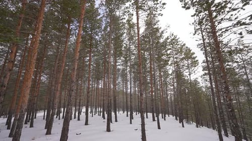 Snow Forest