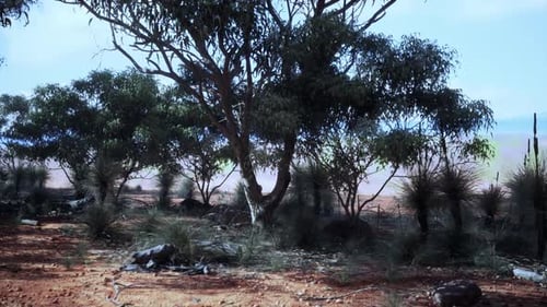 A Desert Oasis with a Cluster of Trees Standing Tall in the Barren Landscape