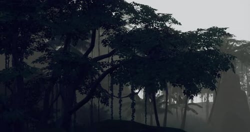 Dense Forest Shrouded in Mist During Early Morning Hours