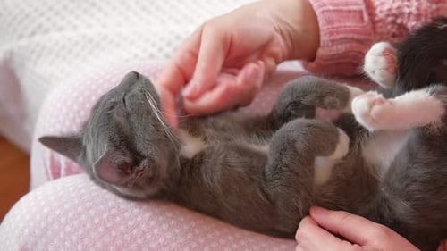 Mädchen in rosafarbenen Hosen streichelt eine kleine graue Katze, die auf ihrem Schoß liegt