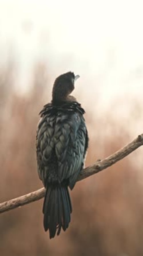 Ein Kormoran sitzt auf einem trockenen Ast, seine dunklen Federn kontrastieren mit der sanft verschwommenen Natur