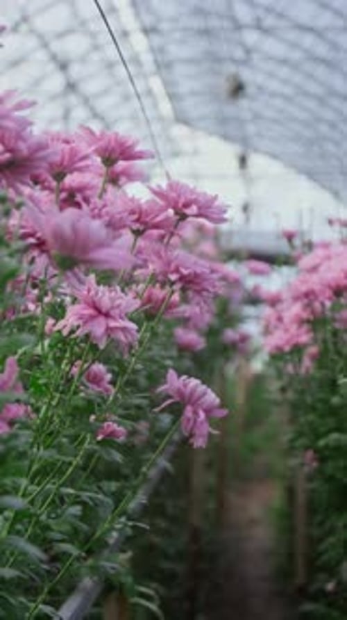 Lush Pink Flowers Growing in Commercial Greenhouse