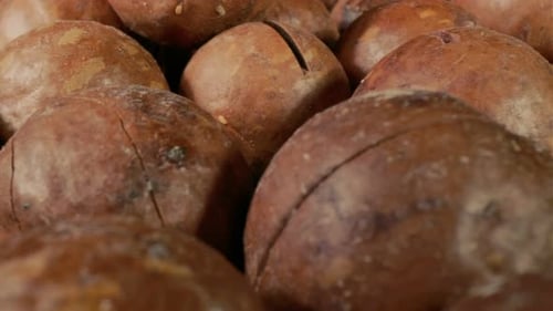 Macadamia Nut in a Shell Close Up Macadamia Nuts Texture Background Macadamia Nuts Macro