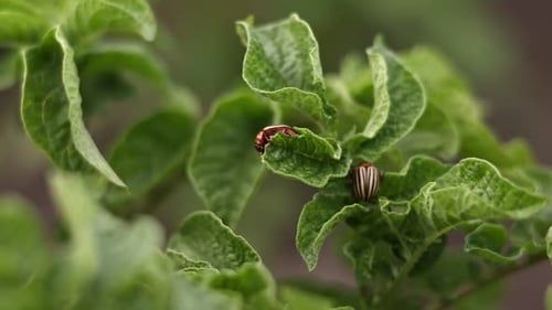 El escarabajo de la patata de Colorado, Leptinotarsa decemlineata, en las hojas de la papa. Plagas de insectos que causan grandes