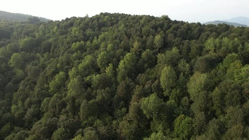 Aerial Green Forest