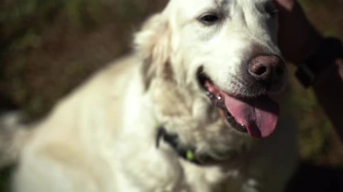 Man Walking with His Happy Pet Dog Golden Retriever Outside in Public Park During Summer
