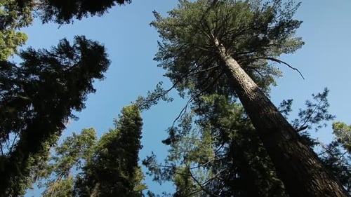 Caminhando pela vasta floresta nacional de sequóias olhando para o céu azul acima
