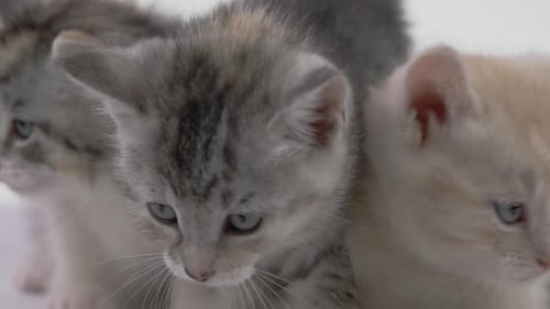Three Cute Kittens Close Up