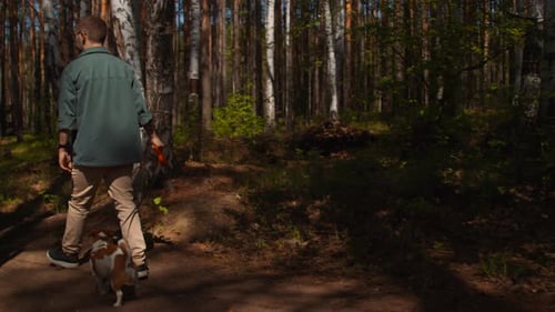 Jack Russell Terrier on walk in the woods