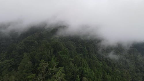 Aerial footage of spruce forest trees on the mountain hills at misty day
