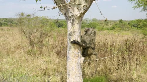 Baboon Climbing Bare Tree in African Savanna