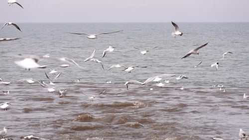 Flock of seagulls over waves. Ocean storm .