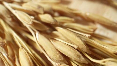 Beautiful golden ears of rice in macro video.