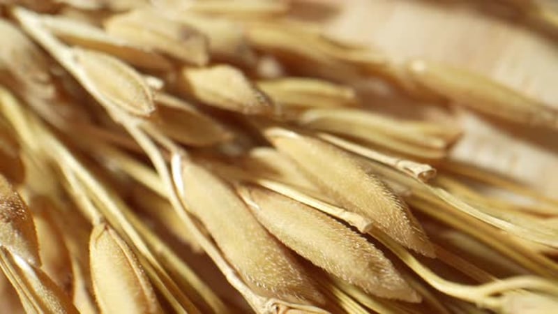 Vue macro d'épis de riz dorés. 4K., Vidéothèque Y compris : aliments et ...