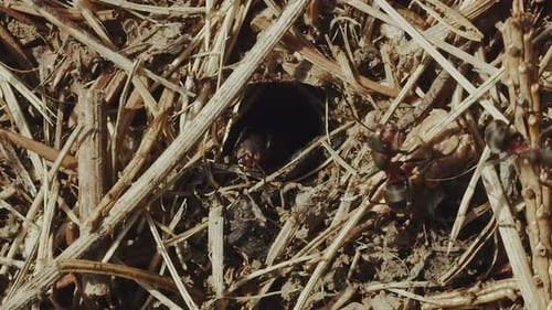 Top shot life ants near nest work and life of forest ants in an anthill vertical