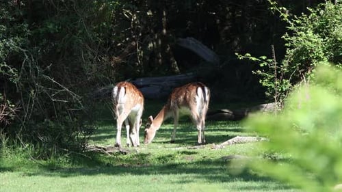 Deer Grazing in Sunny Forest Clearing