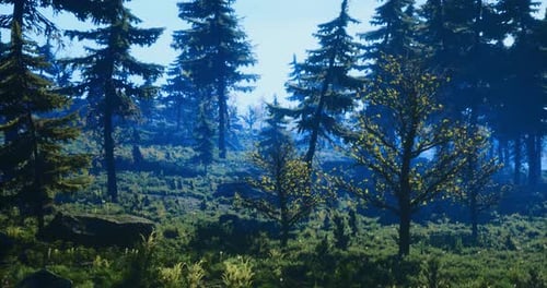 Lush Green Forest Landscape with Tall Trees and Morning Light