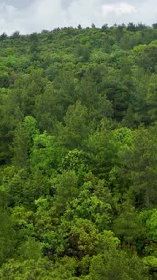 Vertical Video Aerial View of RainFreshened Green Wilderness Cinematic Escape to Natural Serenity
