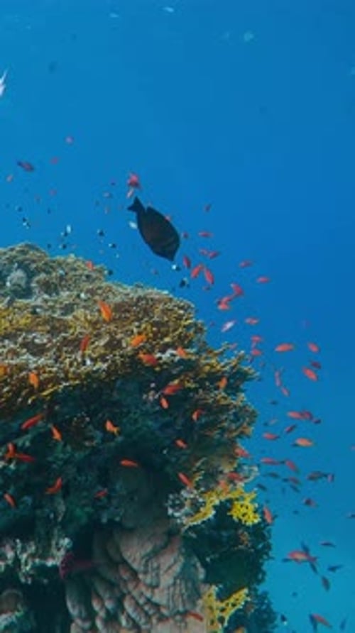 beautiful coral reef on water background, around it swim many colorful tropical fish