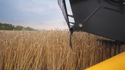 Close Up Knife of Combine Spinning and Cutting Ears of Wheat Harvester Riding Through Field and