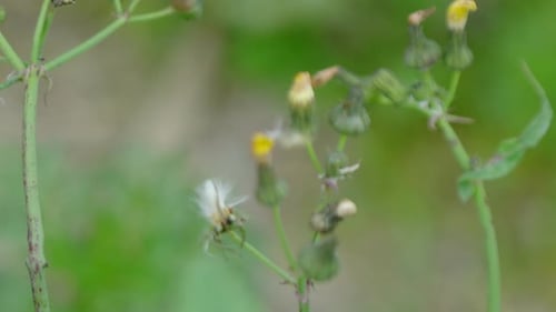 Kleine Blume.