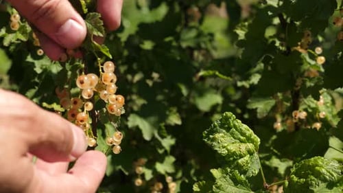Harvesting White Currants in Summer Sunlight