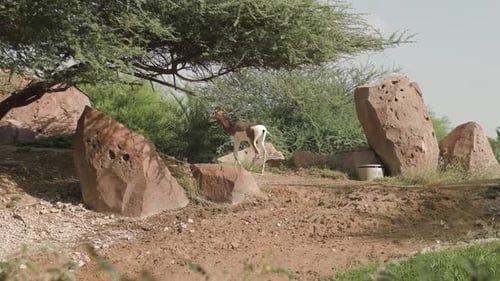 Al Ain Zoo, Al Ain Abu Dhabi, United Arab Emirates - Gazelle Walking In The Zoo With Rocks And Tree
