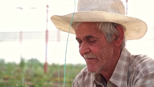 Senior Farmer Tying String in Greenhouse