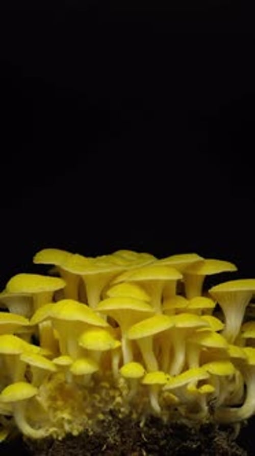 Vibrant Yellow Mushrooms Growing in Close-Up Detail