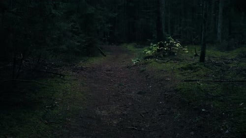 Caminhando em primeira pessoa pela floresta na estrada
