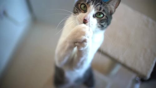 Cat Playing With String Close Up