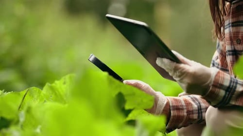 Scientist Examining Plants With Magnifying Glass and Tablet