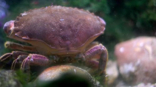 Purple Rock Crab Walking on the Seabed