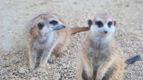 Meerkat, Suricata suricatta, 4K-Filmmaterial; zwei Personen starren in die Kamera, einer geht zum l