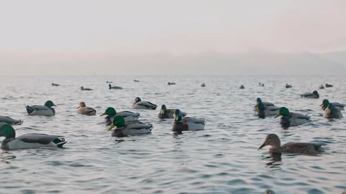 A large flock of wild ducks swims near the river bank.