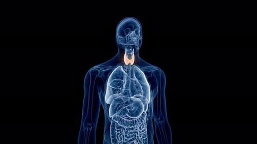 Human thyroid gland glowing inside a transparent digital anatomical model