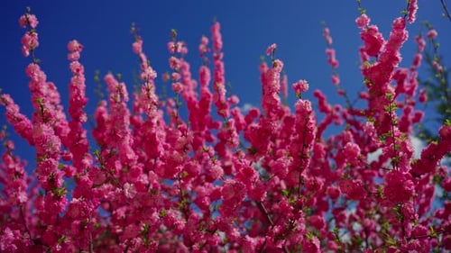 Bush Full of Beautiful Pink Spring Flowers