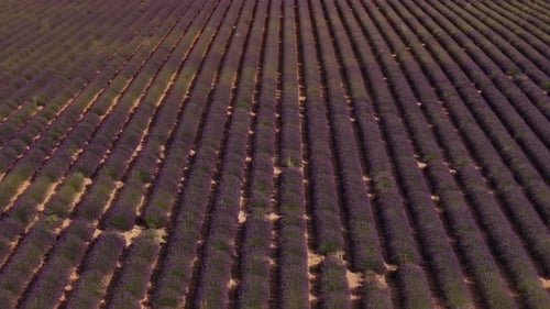 Aerial View Flying Over Endless Lavender Field Rows