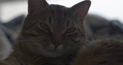 A sleepy cute tabby cat opens his eyes and then opens them