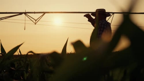 Farmer Walking Through Rye Field in Summer Evening Backlit Silhouette of Man Aged Agronomist