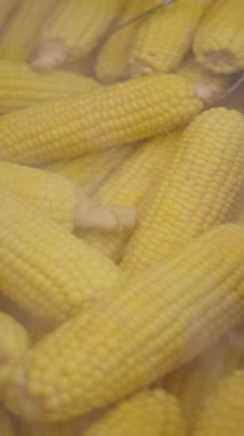 Corn on the Cob Close Up
