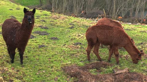 three brown alpacas standing on green meadow eating grass