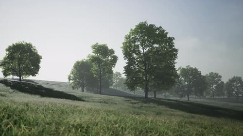 Green Park in City at Sunset