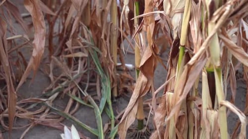 Agricultural Field of Corn During Crop Failure Crisis and Drought