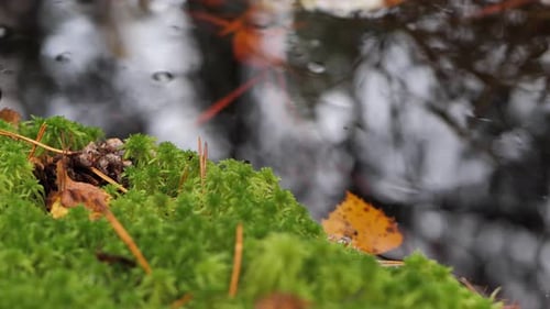Ein wunderschöner kleiner Waldfluss im Herbst