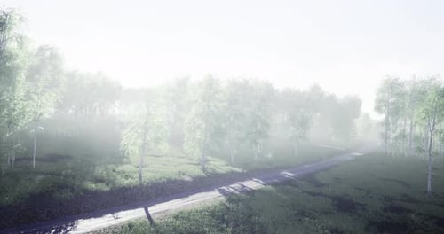 Misty Pathway Winding Through a Serene Forest in Early Morning Light