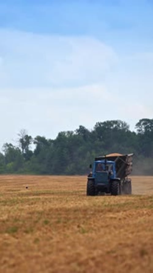 Full tractor loaded with grain moves along the field. Picked crops inside the lorry.