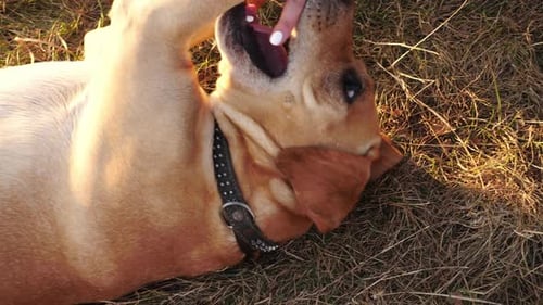 Top View of Dog is Lying on the Grass and Woman Hands Stroking It