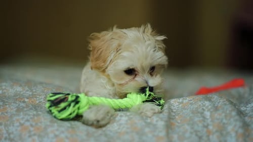 Un chiot joueur aime mâcher un jouet en corde coloré à l'intérieur sur un lit douillet pendant la journée